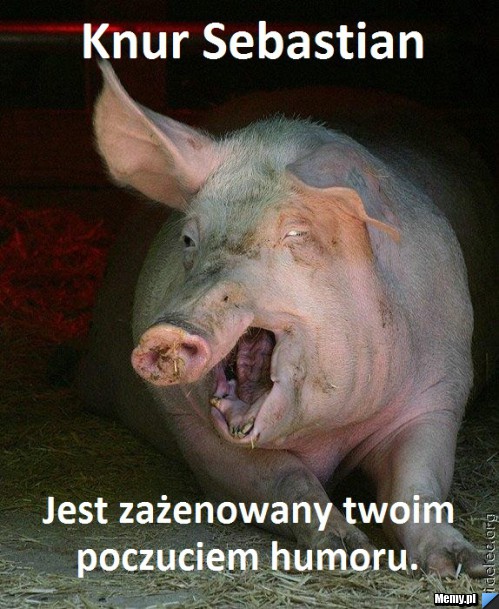 Knur Sebastian jest zażenowany