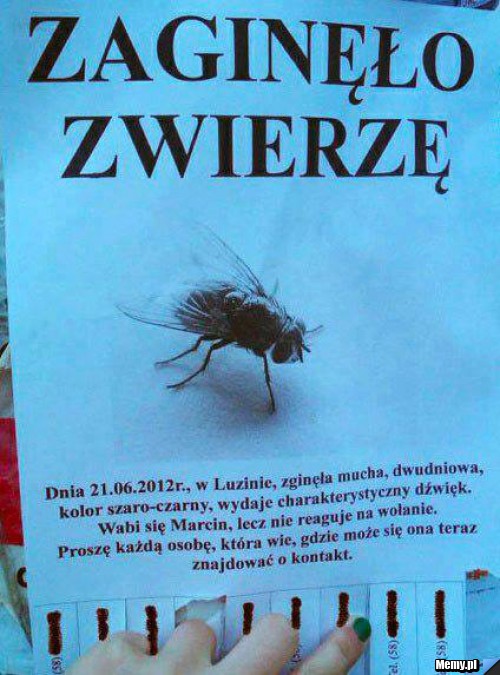 Zwierzę