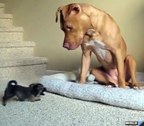 Pitbull vs mały piesek