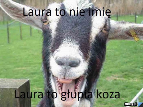 Laura to nie imię, Laura to głupia koza