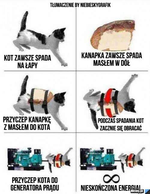 Warto mieć kota.