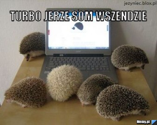 Turbo jeże