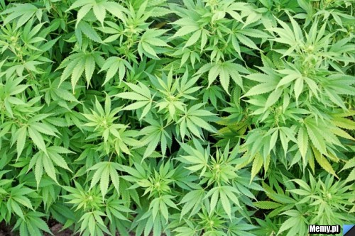 Marihuana
