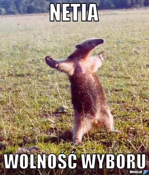 Netia  wolność wyboru