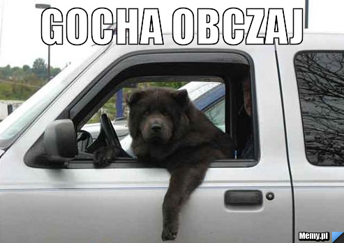 GOCHA OBCZAJ 
