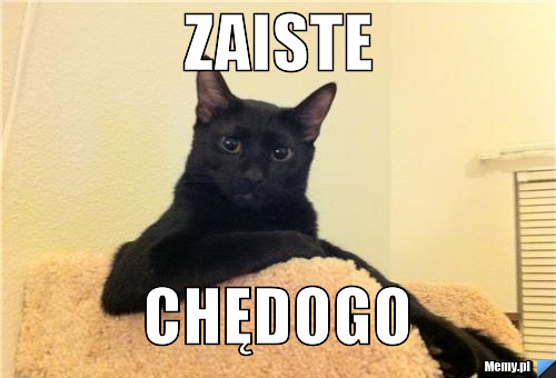 Zaiste chędogo