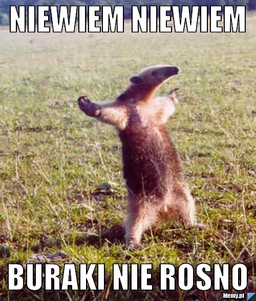 NIEWIEM NIEWIEM BURAKI NIE ROSNO