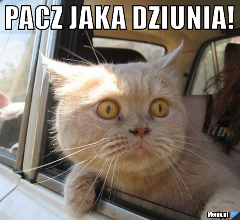 Pacz jaka dziunia! 