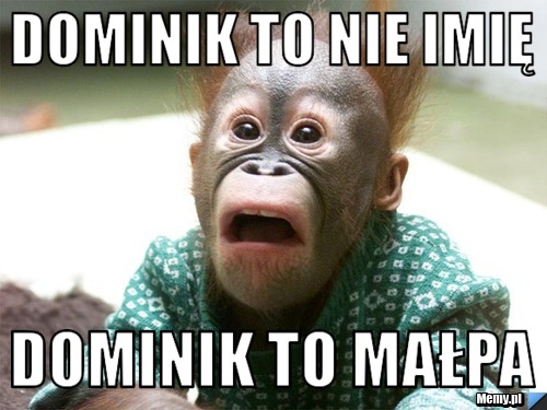 Dominik to nie imię Dominik to małpa