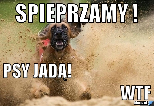 Spieprzamy ! psy jadą!                                                               wtf