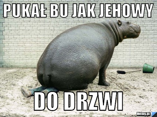 Pukał bu jak jehowy  Do drzwi 