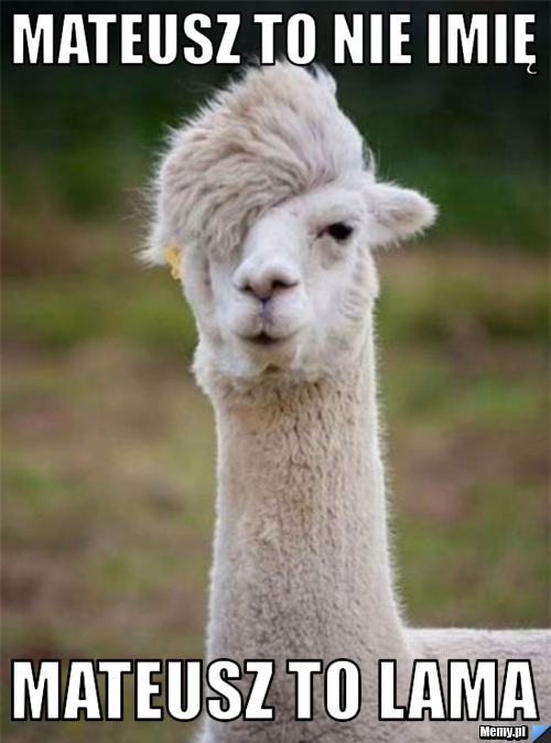 Mateusz to nie imię  mateusz to lama 