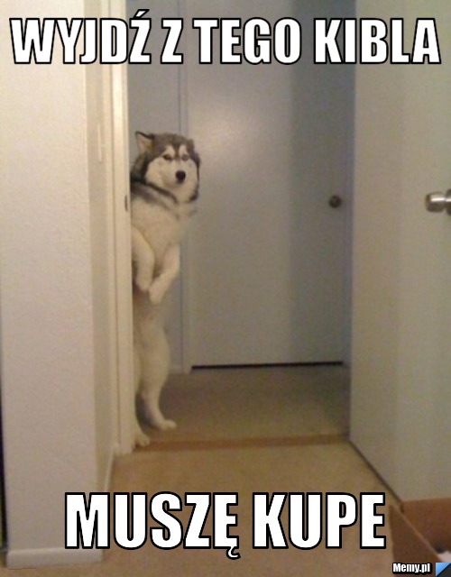 Wyjdź z tego kibla Muszę kupe