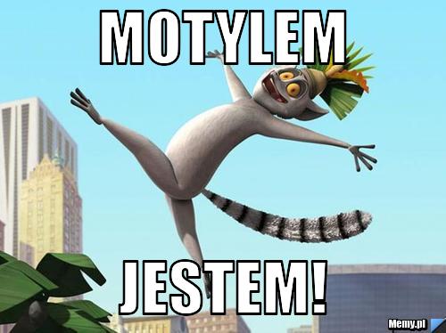 Motylem jestem!
