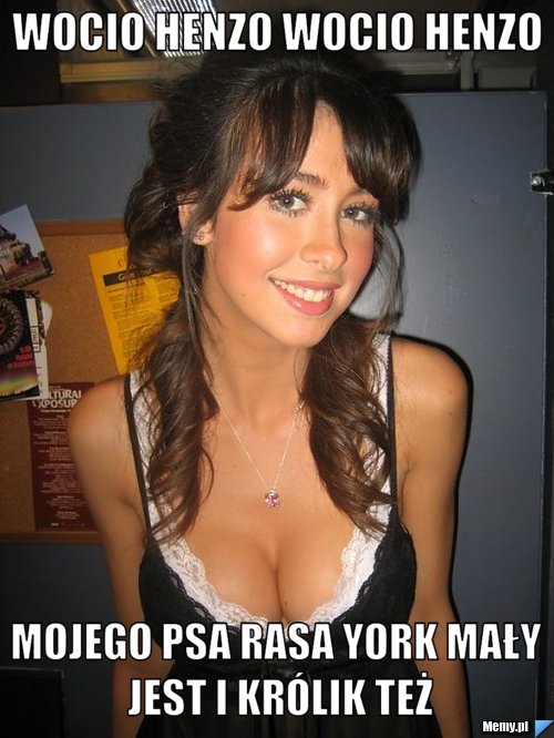 Wocio henzo wocio henzo mojego psa rasa york mały jest i królik też