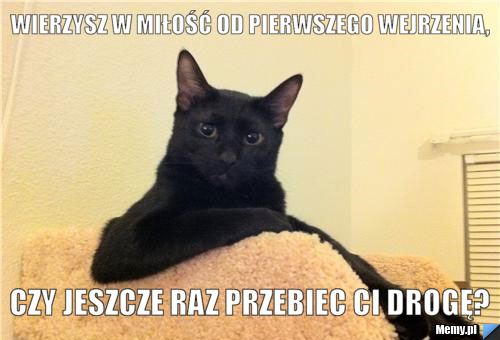 Wierzysz w miłość od pierwszego wejrzenia, Czy jeszcze raz przebiec ci drogę?