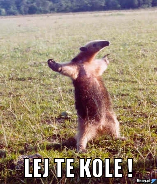  Lej te kole !