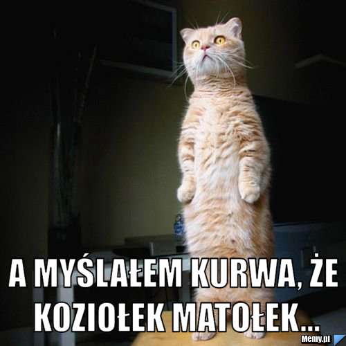  A myślałem kurwa, że koziołek matołek...