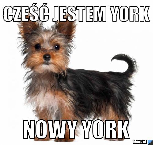 Cześć jestem york nowy york