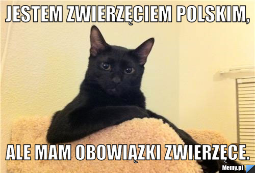 Jestem zwierzęciem polskim, ale mam obowiązki zwierzęce.