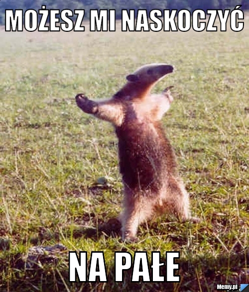 Możesz mi naskoczyć  na pałe