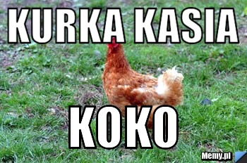 Kurka kasia koko