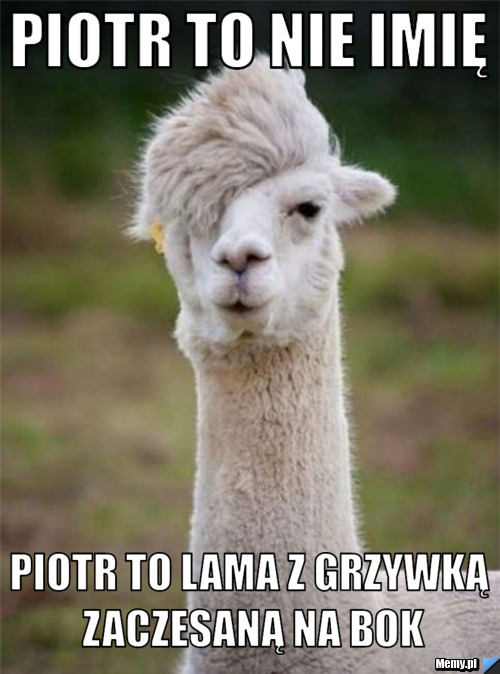 Piotr to nie imię Piotr to lama z grzywką zaczesaną na bok
