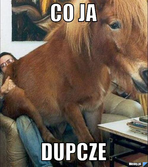 CO JA DUPCZE