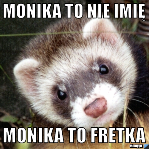 Monika to nie imię monika to fretka 