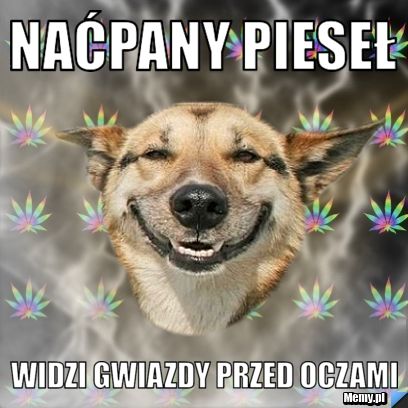 NAĆPANY PIESEŁ WIDZI GWIAZDY PRZED OCZAMI