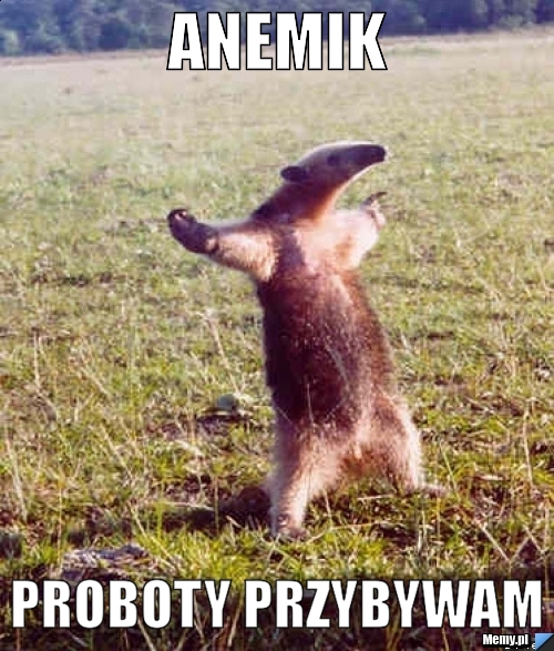 Anemik ProBoty przybywam