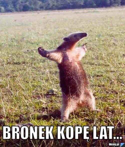  Bronek kopę laT...