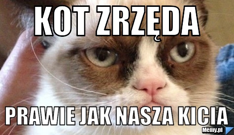 Kot zrzęda prawie jak nasza kicia