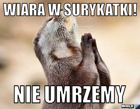 Wiara w surykatki! Nie umrzemy