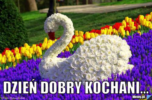  dzień dobry kochani...