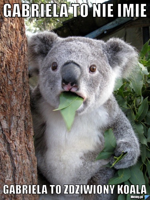 Gabriela to nie imie Gabriela to zdziwiony koala