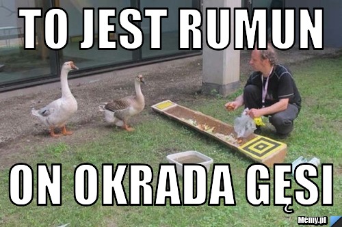 To jest rUMUN on okrada gęsi