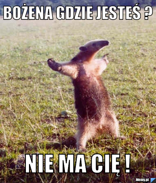 Bożena gdzie jesteś ? nie ma Cię ! 