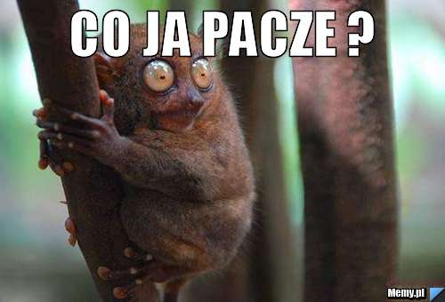 Co ja Pacze ?  