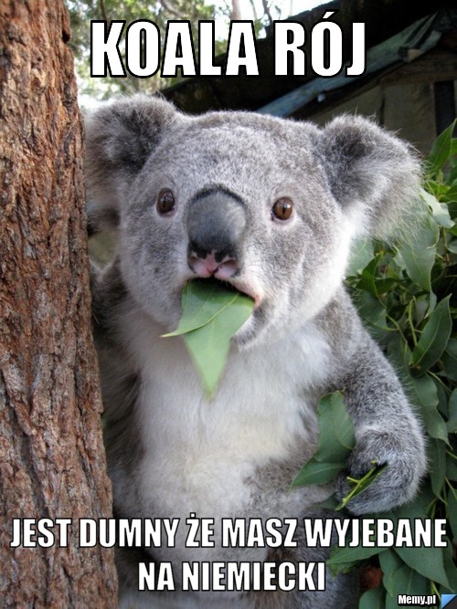 Koala rój Jest dumny że masz wyjebane na niemiecki