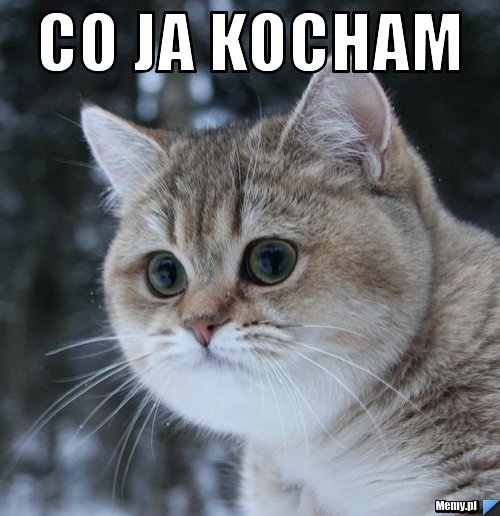 CO JA KOCHAM 