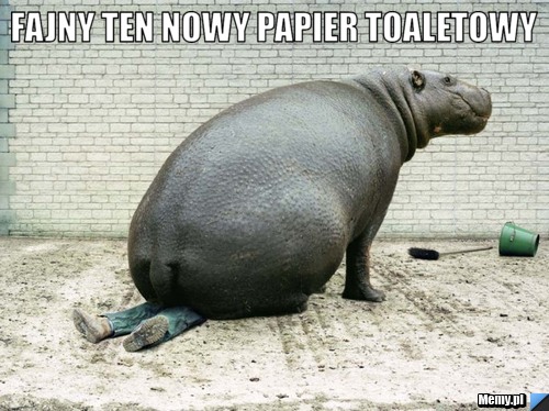 Fajny ten nowy papier toaletowy 