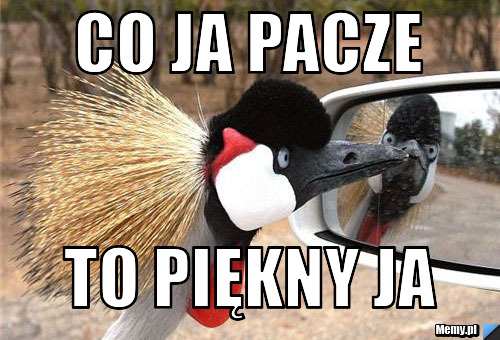 Co ja pacze  to piękny ja 