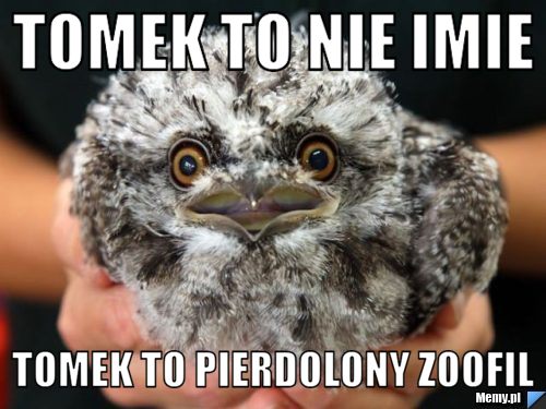 Tomek to nie imie tomek to pierdolony zoofil