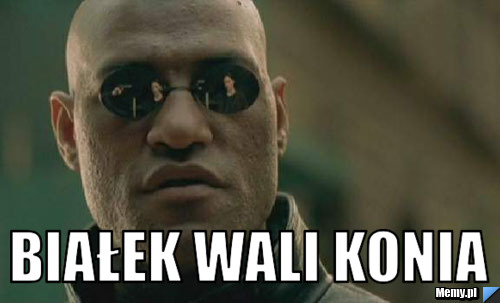  białek wali konia