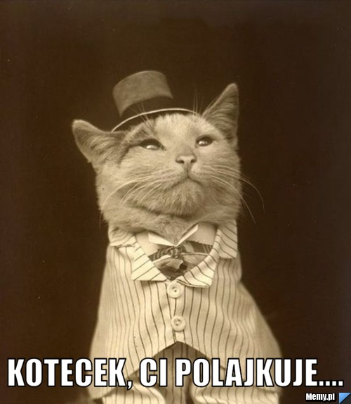  Kotecek, Ci polajkuje....