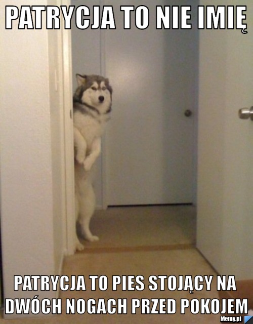 Patrycja to nie imię Patrycja to pies stojący na dw&oacute;ch nogach przed pokojem