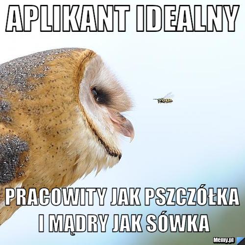 Aplikant idealny pracowity jak pszczółka i mądry jak sówka