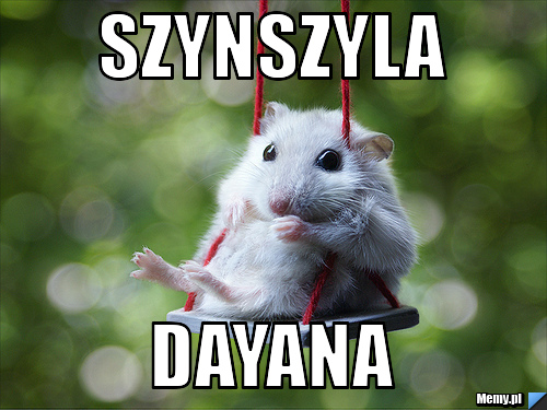 Szynszyla Dayana