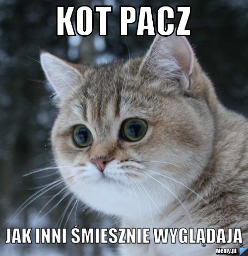 Kot pacz jak inni śmiesznie wyglądają